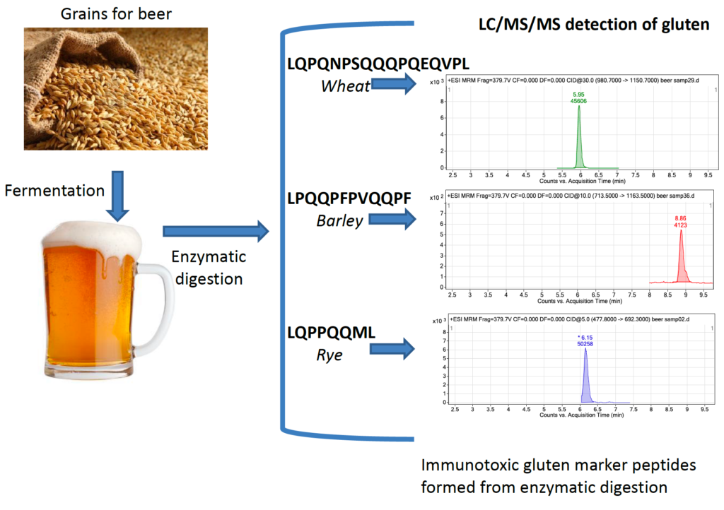 Immunotoxic gluten marker peptides formed from enzymatic digestion